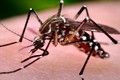 Phát hiện về muỗi vằn mang virus Zika lưu hành ở Việt Nam