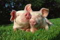 Vì sao lợn được xem là loài vật siêu may mắn? 