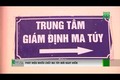 Video: Phát hiện nhiều chất ma túy mới nguy hiểm