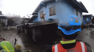 Video: Đội cứu hộ đưa thức ăn cho chú chó mắc kẹt trên mái nhà