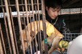 Những chú chó được nuôi để làm thịt ở Hàn Quốc