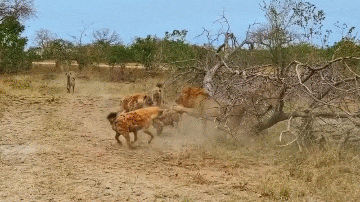 Video: Đàn linh cẩu liều mạng tấn công ngược sư tử để cứu đồng loại
