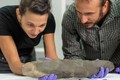 Phát hiện báu vật 200.000 năm của 'người khổng lồ khác loài' 