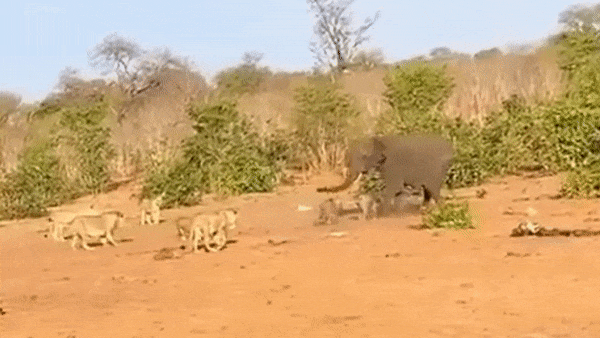 Clip: Đàn sư tử tấn công 2 voi con, voi mẹ quyết định bất ngờ