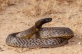 Loài rắn cực độc có thể đoạt mạng 100 người chỉ trong chớp mắt