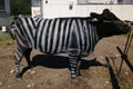Giống bò có vằn lạ tạo ra thịt bò wagyu ngon nhất thế giới