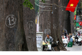 Cây sao đen nghi bị “bức tử” thuộc danh sách gỗ quý Việt Nam 