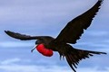 Loài chim bay nhanh nhất thế giới, tốc độ lên tới 352 km/h