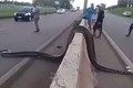 Trăn Anaconda khổng lồ cố gắng băng qua đường và cái kết