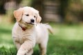 4 con giáp 'nóng như lửa' nhưng giúp chồng con phát lộc