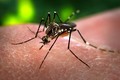 Ổ dịch Zika tại Phú Yên đã chấm dứt