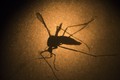 Chủng Zika ở Việt Nam ít nguy cơ gây chứng đầu nhỏ