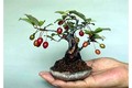 Chiêm ngưỡng chậu bonsai từ cây ăn quả cực độc để trưng Tết