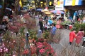 Hà Nội có 91 điểm tổ chức chợ hoa xuân dịp Tết 2023