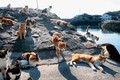 Thăm Tashirojima - hòn đảo ở Nhật Bản nơi 'cư dân' chủ yếu là... mèo