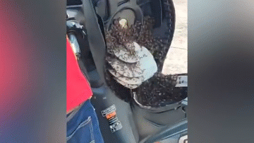 Clip: Người đàn ông bất ngờ phát hiện tổ ong “mọc” dưới yên xe
