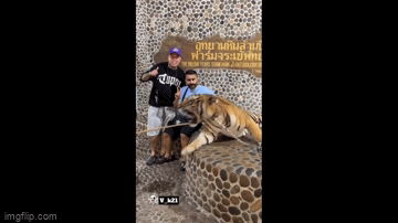 Clip: 2 người đàn ông hoảng hốt bỏ chạy khi đang chụp ảnh với hổ