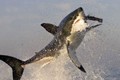 CLIP: Cận cảnh màn săn hải cẩu kinh hoàng của cá mập trắng 