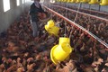 Hà Nội: Ít nhất 1 vùng chăn nuôi gia cầm cấp xã đạt an toàn dịch bệnh vào năm 2026