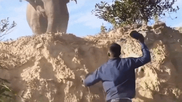 Clip: Nhóm người đàn ông liều mạng dùng dép đe dọa voi hoang dã