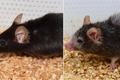 Chuột bạch “dạy” con người cách sống thọ