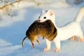 'Quái vật ăn não' chưa đầy 20cm ăn thịt 3.000 con chuột mỗi năm?