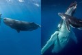 Tại sao cá voi phải nổi lên để thở nhưng lại thích ngủ dưới biển?