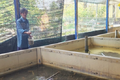 Cần Thơ: Thu tiền tỷ từ nuôi lươn không bùn