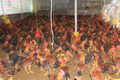 Thái Nguyên: Người chăn nuôi lo lắng khi gà 'rớt' giá