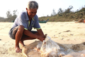 Quảng Nam: Ngư dân vào mùa thu hoạch sứa, thu tiền triệu