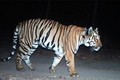 Những kỷ lục 'khủng' về loài hổ trên thế giới