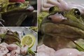 Thưởng thức món sasimi, tim ếch tươi kiểu Nhật