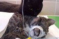Sửng sốt xem chú mèo y tá chăm sóc động vật bị thương