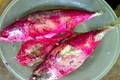 Vi khuẩn Serratia marcescens khiến cá bạc má đổi màu đỏ có nguy hiểm?