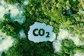 Loại bột nhân tạo hấp thụ CO2 tốt hơn cây xanh