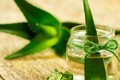 Loài hoa ngàn năm nở một lần, gia chủ ắt phát tài rực rỡ 