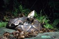 Cận mặt các loài rắn cực độc ở Việt Nam, nhìn thấy nhanh tránh xa