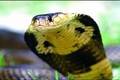 Ngửi bằng lưỡi, phóng chất độc và loạt khả năng kỳ lạ của loài rắn 