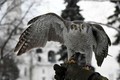 Tận mục biệt đội chim tinh nhuệ bảo vệ điện Kremlin