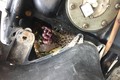 Chuột đẻ con nhung nhúc trong xe ga Honda LEAD