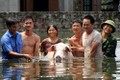 Ngập lụt ở Chương Mỹ: "Hộ tống" lợn chạy khỏi biển nước