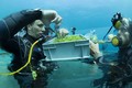 Video: Công nghệ trồng rau dưới đáy biển làm salad