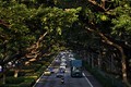 Video: Khám phá quy trình "nói hộ cho cây" ở Singapore