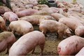 Video: Lan tin đồn dịch tả lợn, thương lái ép giá khiến người dân lao đao