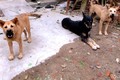 Hoang mang đàn chó “lạ” tấn công người điên dại