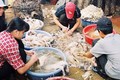 Ca tử vong do cúm A (H5N1) đầu tiên trong năm 2014