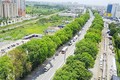 Chặt hạ 1.000 cây xanh, Hà Nội "hỏi dân", muộn còn hơn không!