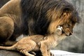 Ảnh động vật tuần: Cha con sư tử hỗn chiến?