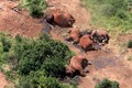 Thảm thương cảnh voi bị tàn sát