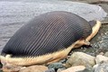 Lo ngại xác cá voi khủng 60 tấn phát nổ ở Canada